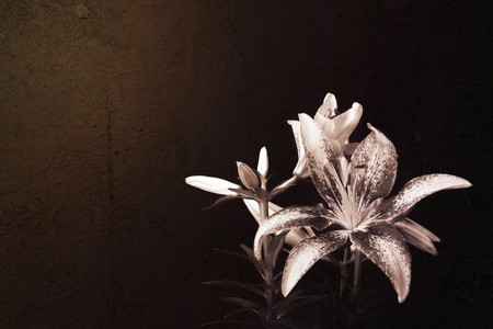 Lily flower on dark grunge backgroundの写真素材