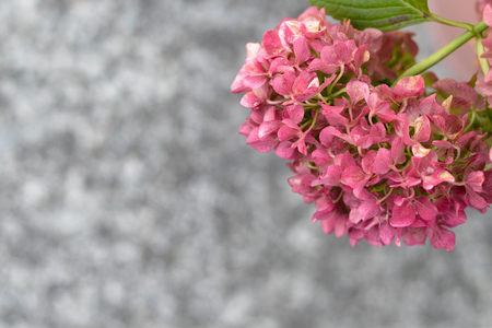 Hydrangea flower in autumn. Floral autumn backgroundの写真素材