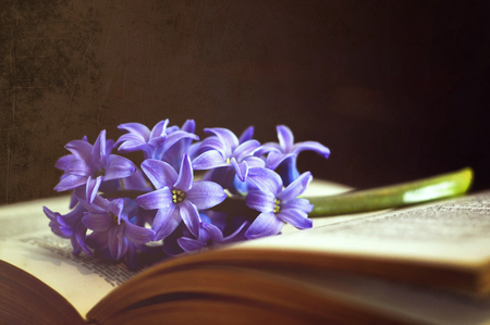 Flower and book on dark grunge backgroundの写真素材