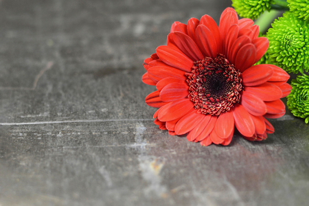 Mothers Day background. Red gerbera daisy on rusty background with copy spaceの写真素材