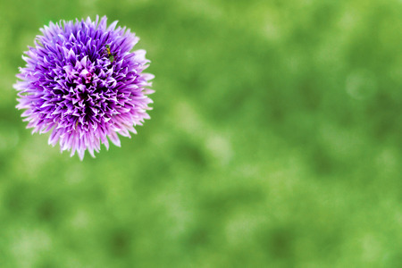 Chive flower on green background with copy spaceの写真素材