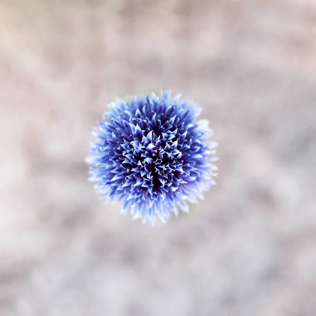 Top view of chive flowerの写真素材