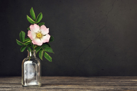 Still life with beautiful rose in vase on dark grunge background with copy spaceの写真素材