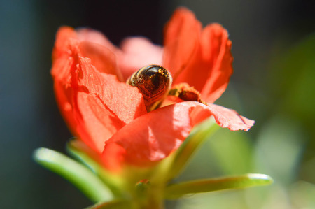Bee on flower