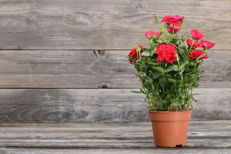 Miniature rose plant in flowerpot on wooden backgroundの写真素材