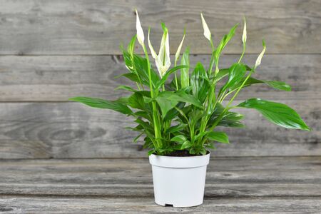 Spathe flower in flowerpot on wooden backgroundの写真素材
