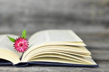 Open book and pink strawflower