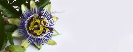Blue passion flower. Floral background with copy spaceの写真素材