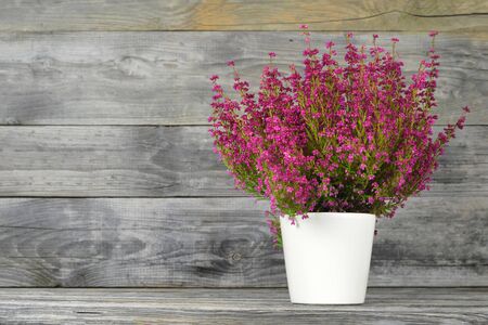 Erica flower in flowerpot on wood backgroundの写真素材