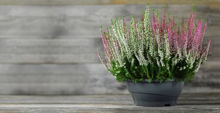 Heather flowers in flowerpot on wood background with copy spaceの写真素材