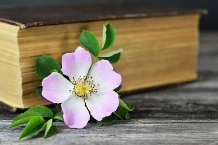 Wild rose and old bookの写真素材