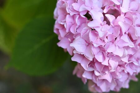 Close up of pink hydrangea flower   の写真素材