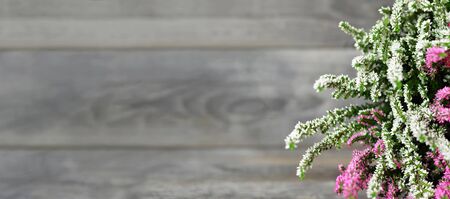 Mothers Day card, background or banner. Heather flowers on wooden background with copy spaceの写真素材