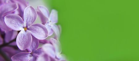 Background or banner with lilac flowersの写真素材