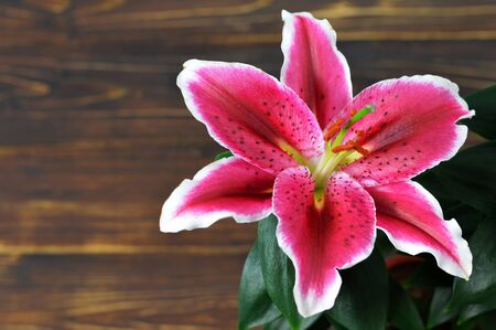 Lily flower on wooden background with copy spaceの写真素材