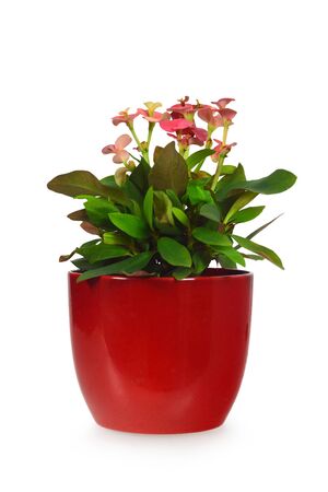 Christ thorn, Crown of thorns, Christ plant or Euphorbia miliiの写真素材