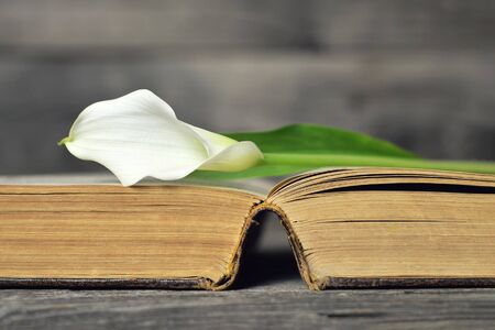 Condolence card with white calla on open bookの写真素材