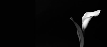 Sympathy card with calla flower isolated on black backgroundの写真素材