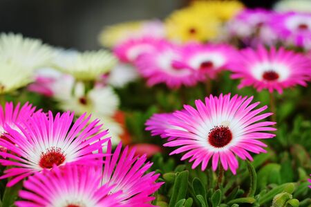 Ice plant. Blooming Livingstone daisiesの写真素材