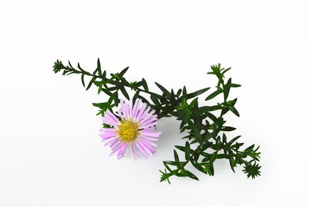 Aster isolated on white background. Aster ericoid âPink Cloudâの写真素材