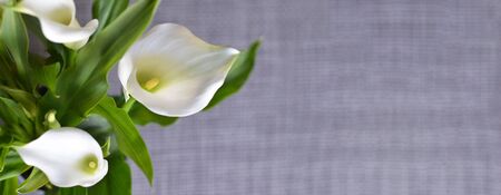 Mothers Day background with calla lilies and copy spaceの写真素材