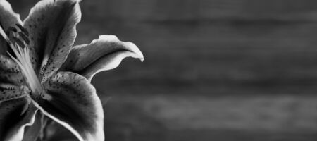 Sympathy card with lily flower on wooden backgroundの写真素材