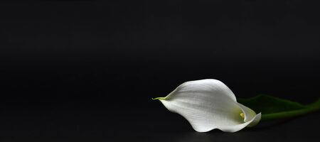 Calla lily isolated on black backgroundの写真素材
