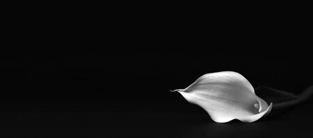 Sympathy card with calla flower isolated on black backgroundの写真素材