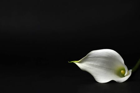 Calla lily isolated on blackの写真素材