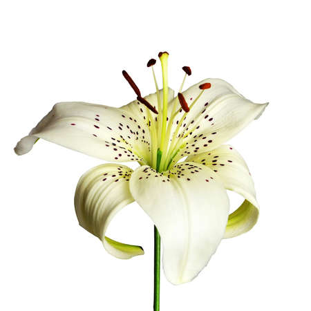 White Asiatic lily isolated on white backgroundの写真素材