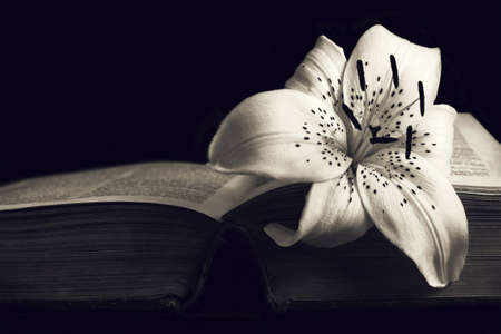 Condolence card with copy space. White lily flower on open bookの写真素材