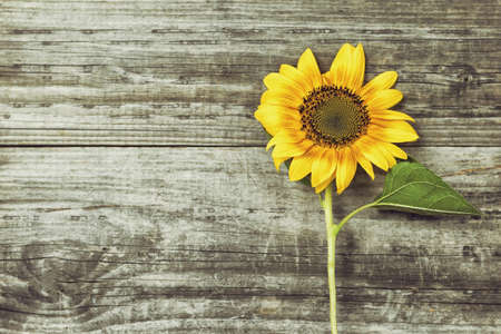 Yellow sunflower on old wooden backgroundの写真素材