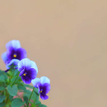 Floral background with blue viola tricolour flowers and copy space, square image