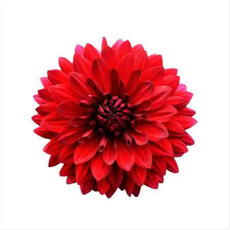 Red dahlia isolated on white backgroundの写真素材