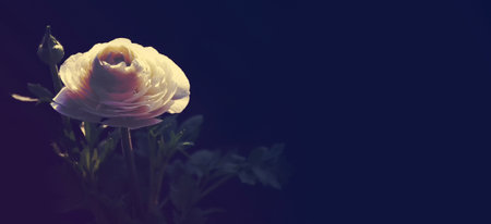 White ranunculus (Persian buttercup) on dark blue background with copy spaceの写真素材