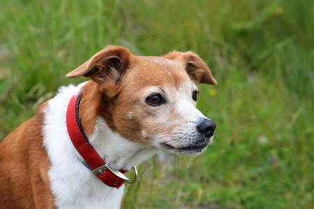 Portrait of beautiful mixed breed old dog