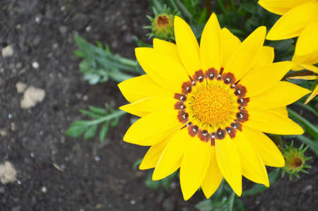 Top view of yellow Gazania flower or African daisy in the summer gardenの写真素材