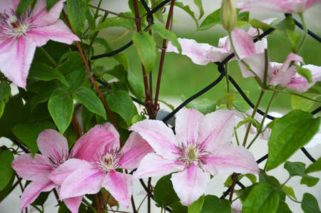 Pink clematis flowers in the garden. Clematis Pink Fantasy