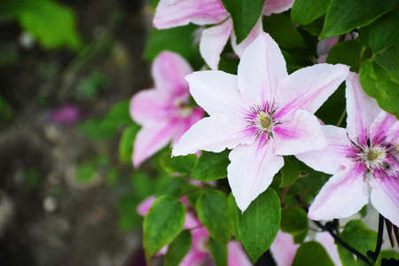 Pink clematis in the gardenの写真素材