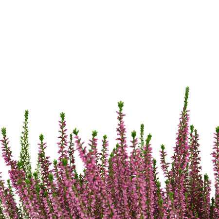 Heather flowers or Calluna vulgaris plant isolated on white backgroundの写真素材