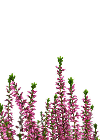 Heather flowers or Calluna vulgaris plant isolated on white backgroundの写真素材