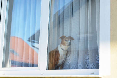 Dog sitting on the window, looking and waiting for his owner