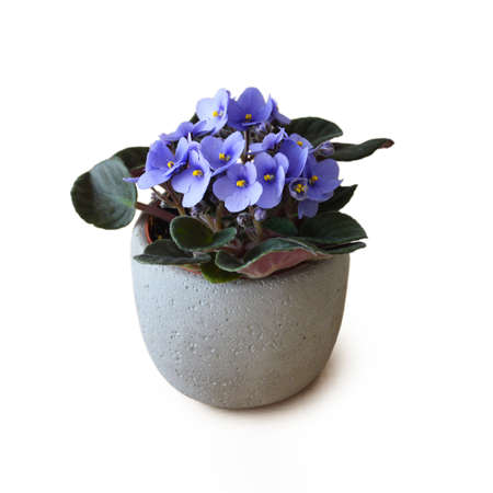 African violet isolated on white backgroundの写真素材
