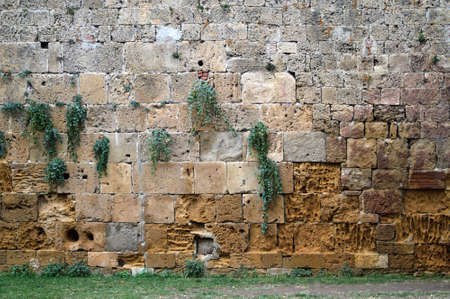 Ancient stone wall with plants growing on it