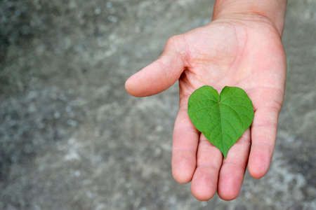 Hand holding a heart shaped leaf