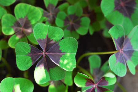 Full frame of shamrocks or four- leaf clovers. St Patricks Day background