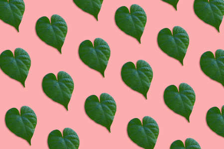 Heart shaped leaves pattern on pink backgroundの写真素材