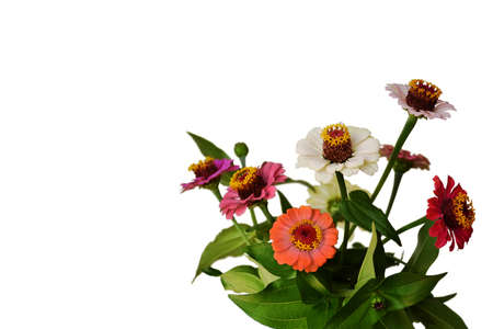 Zinnia flowers isolated on white background with copy space