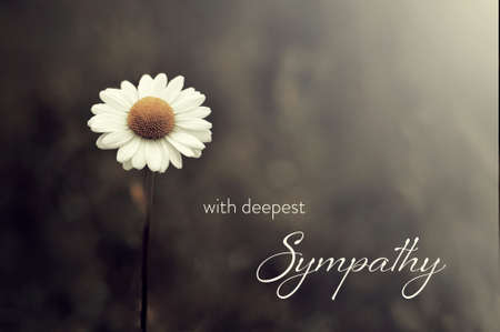 Sympathy card with daisy flower on dark background