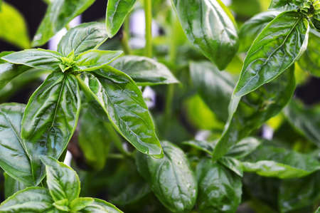Full frame of fresh basilの写真素材